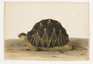 Drawing of a Radiated Tortoise from a 18th century specimen [modern geographical distribution: Madagascar and nearby islands. Attributed to Paillou, Peter, c.1720 – c.1790]