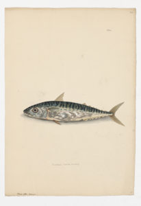 Drawing of an Atlantic Mackerel from a 18th century specimen [modern geographical distribution: the North Atlantic]