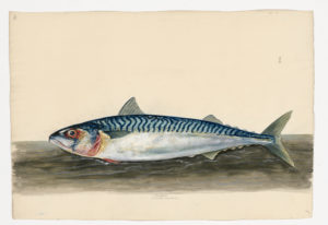 Drawing of an Atlantic Mackerel from a 18th century specimen [modern geographical distribution: the North Atlantic. Attributed to Paillou, Peter, c.1720 – c.1790]