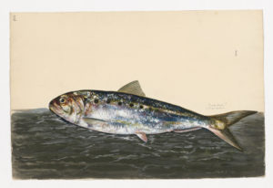 Drawing of a Twait Shad from a 18th century specimen [modern geographical distribution: Northeast Atlantic and the Mediterranean Sea. Attributed to Paillou, Peter, c.1720 – c.1790]