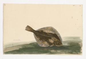 Drawing of a Eurasian Flounder from a 18th century specimen [modern Geographical distribution: The Black Sea, the Mediterranean, and the Northeast Atlantic. Attributed to Paillou, Peter, c.1720 – c.1790]