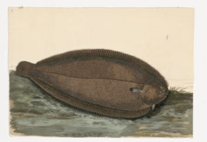 Drawing of an Common Sole from a 18th century specimen [modern Geographical distribution: The Northeast Atlantic, the Mediterranean Sea, and the Coas of North Africa. Attributed to Paillou, Peter, c.1720 – c.1790]