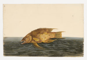Drawing of an Lumpfish from a 18th century specimen [Attributed to Paillou, Peter, c.1720 – c.1790]