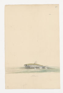 Drawing of a European Smelt from a 18th century specimen [modern geographical distribution: The North Atlantic, the Baltic Sea, and the North Sea. Attributed to Paillou, Peter, c.1720 – c.1790]