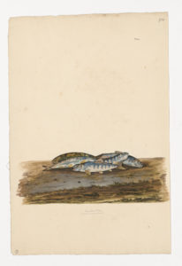 Drawing of an immature Atlantic Salmon from a 18th century specimen [modern geographical distribution: The North Atlantic, the Baltic Sea, and the North Sea. Attributed to Paillou, Peter, c.1720 – c.1790]