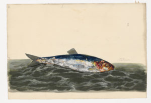 Drawing of an Atlantic Herring from a 18th century specimen [modern geographical distribution: the North Atlantic. Attributed to Paillou, Peter, c.1720 – c.1790]