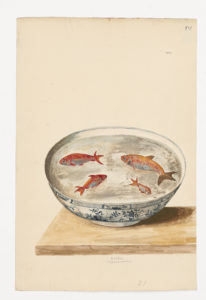 Drawing of a Goldfish from a 18th century specimen [modern geographical distribution: Worldwide in captivity. Attributed to Paillou, Peter, c.1720 – c.1790]